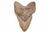 Fossil Megalodon Tooth - North Carolina #201912-1